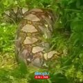 งูเหลือมยักษ์ ยาวเกือบ 5 เมตร เขมือบหมูพุงกาง อ.ทุ่งสง นครศรีธรรมราช