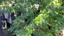 Artvin haberi | Artvin'de bulunan dünyanın en yaşlı armut ağacında meyve hasadı yapıldı