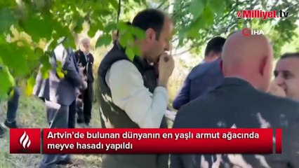 Artvin’de bulunan dünyanın en yaşlı armut ağacında meyve hasadı yapıldı