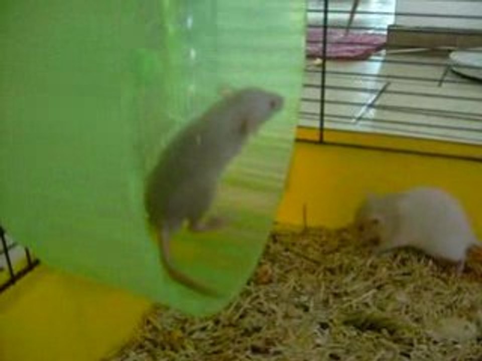 Les bibous de Isis le 15.03.2008