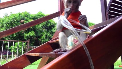 Monkey Baby Bin Bin Poodle Obi Dog plays at a farm drinking juice playground