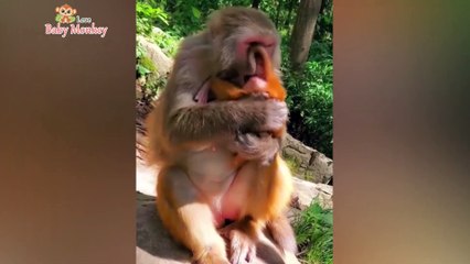 What's Mother Monkey Doing So Baby Monkey