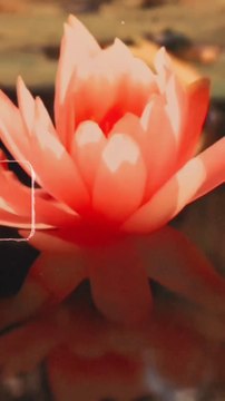 New Navratri Video Song Pawan Singh 2022 Durga Puja Special song Pawan Singh 2022 सातो बहिनिया अइली