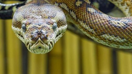 Yılanın korkunç saldırısı sırasında ölen adamın son sözleri yürekleri dağladı