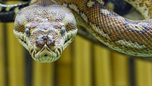 Yılanın korkunç saldırısı sırasında ölen adamın son sözleri yürekleri dağladı