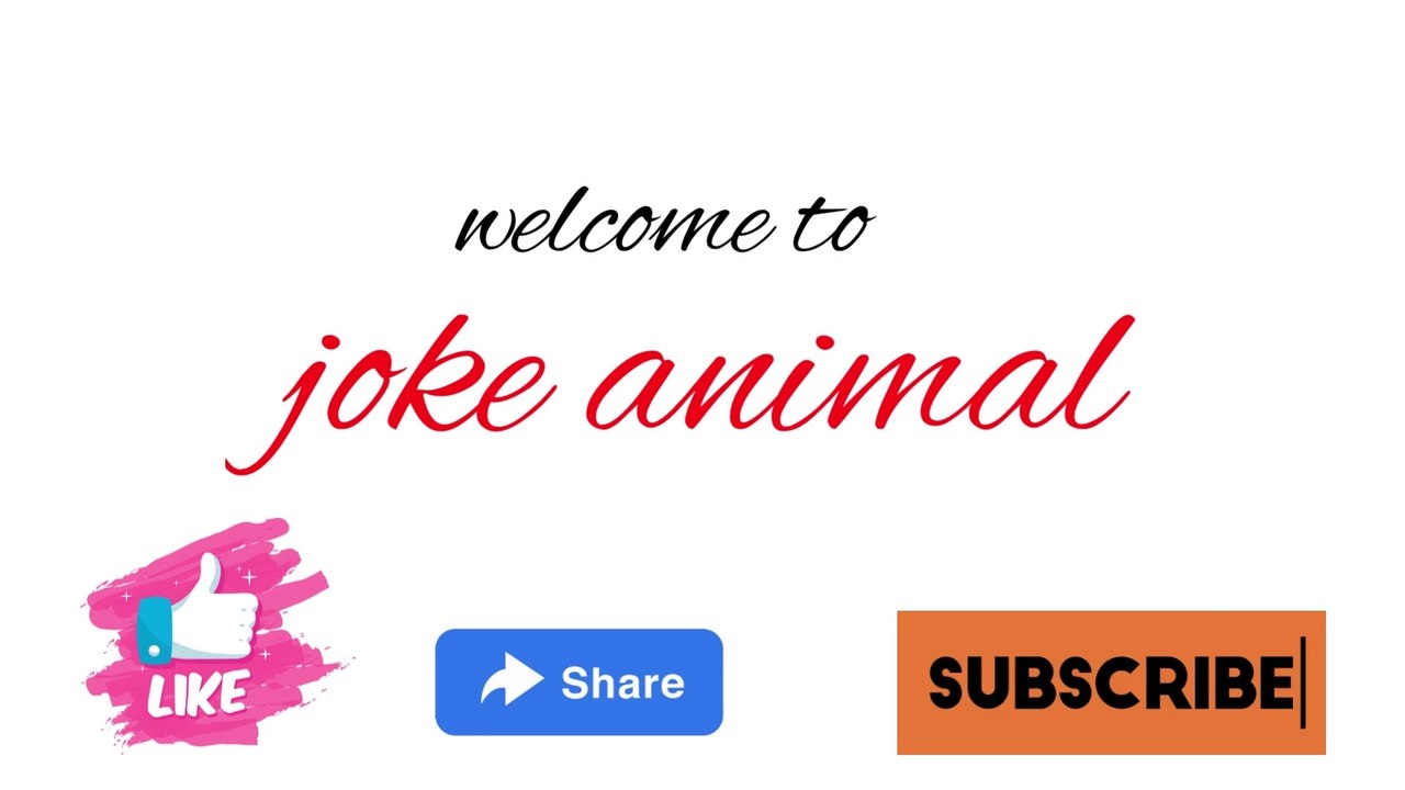 duck video - animals