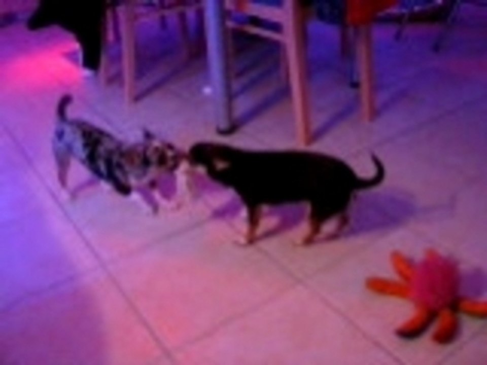 Bazoo VS Bubba Jouet et Bianka