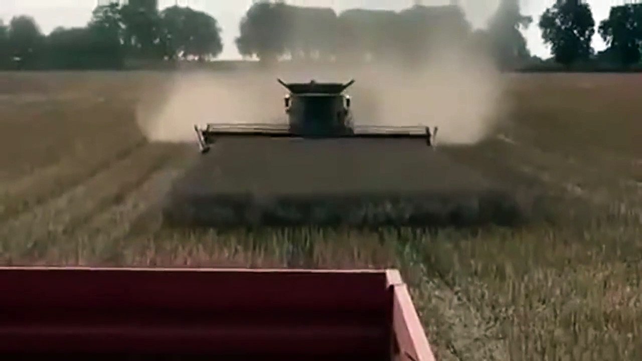 Moisson de blé... et de sangliers... coucou la famille