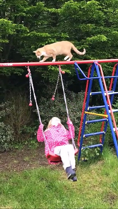 Les chats et les fillettes retombent toujours sur leurs pattes