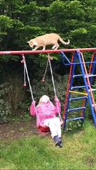 Les chats et les fillettes retombent toujours sur leurs pattes