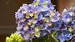 8 Surprising Hydrangea Facts You Probably Didn't Know