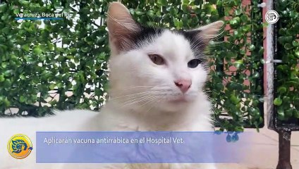 Aplicarán vacuna antirrábica en el Hospital Veterinario de Pequeñas Especies