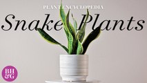 Everything You Need to Know About Snake Plants | Plant Encyclopedia | Better Homes & Gardens