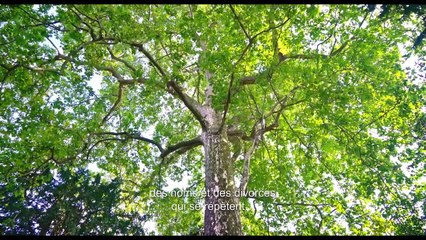 Psychomagie, un art pour guérir Bande-annonce (EN)