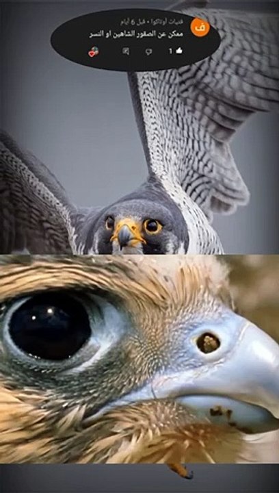 تعرف على أسرع مخلوق على وجه الأرض