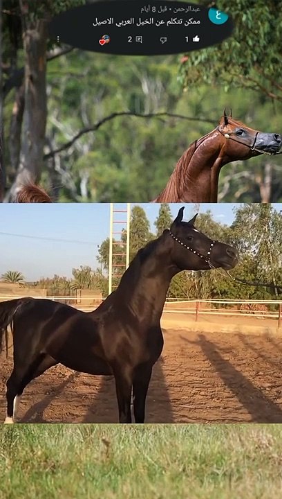 أقوى الخيول وأجملها دون نقاش الخيل العربي الأصيل - فيديو Dailymotion