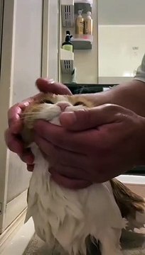 Cute cat taking shower