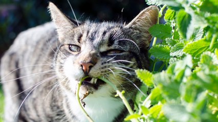 Will catnip make my cat crazy? Here is what you need to know