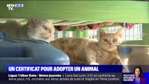 Un certificat d'engagement obligatoire pour lutter contre les adoptions abusives d'animaux et les abandons