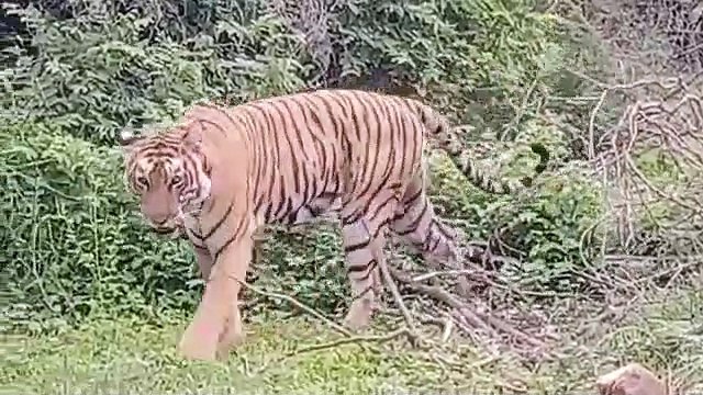 रणथम्भौर से जल्द रामगढ़ भेजी जा सकती है एक ओर बाघिन