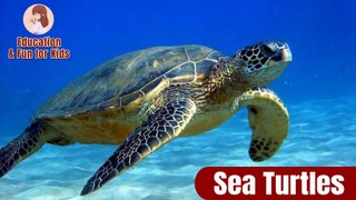 Sea Turtles fact for Children | Learns About Animals! I Education & Fun for Kids