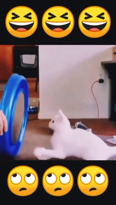 Funny  cat videos