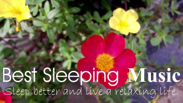 Relaxing music for smoothing relaxation | meditation I Calming Music & Waves Sounds For Relaxing