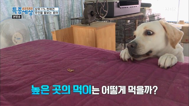 상위 1% 천재 견의 남다른 클래스?!!