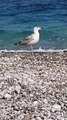Cute bird is enjoying at sea turkey antalia beach