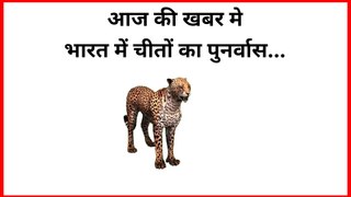 Cheetah in India | Kuno National Park Cheetah | Cheetah Back To India