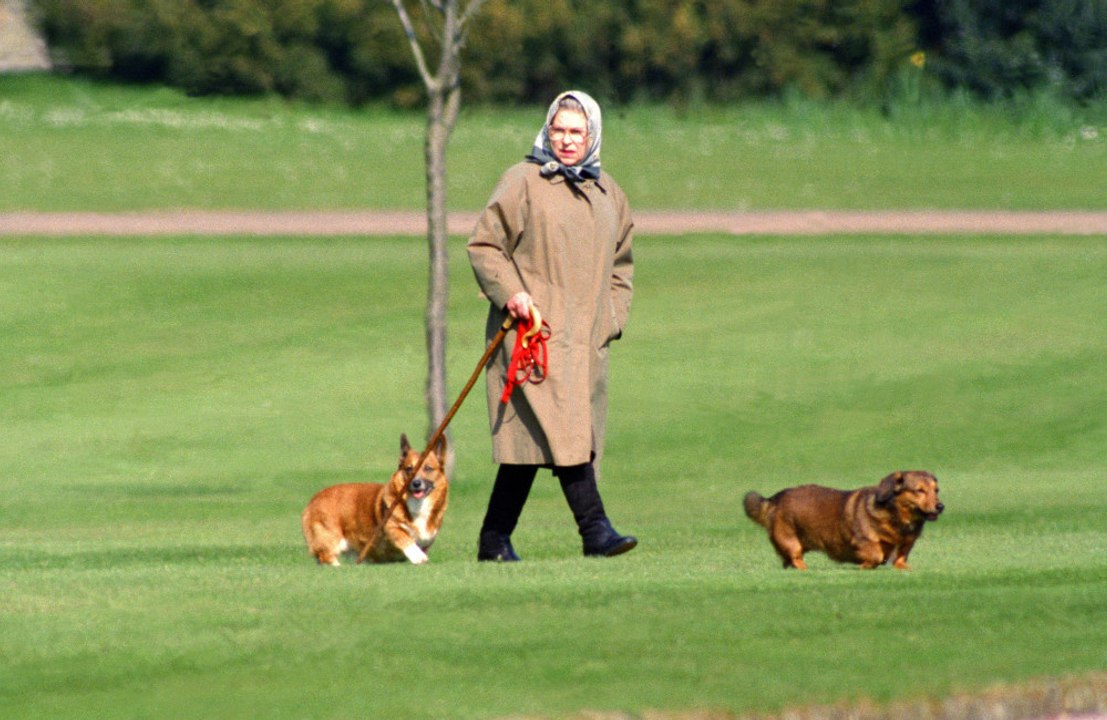 Tras la muerte de la reina Isabel, el precio de los perros corgis rompe récords