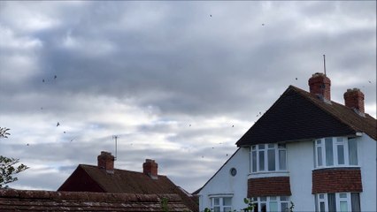 Footage of swallows,  by the sea in St Leonards, preparing to migrate on September 27 2022