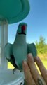 Kiwi The Parrot waves hello to his fans