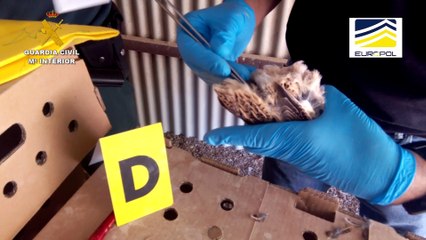 Detenidas 58 personas por criar en macrogranjas codornices invasoras y soltarlas en cacerías intensivas privadas