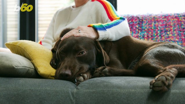 American Pet Owners Spoil Their Pets