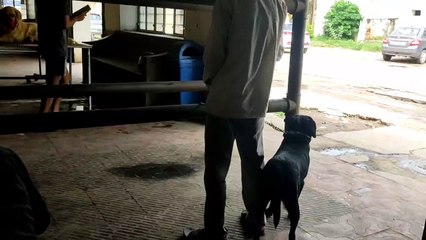 अब पेट्स बेचने के लिए लेनी होगा वेटरनरी डॉक्टर से सर्टिफिकेट