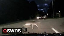 Dashcam footage captures deer leaping over moving vehicle on road in Michigan