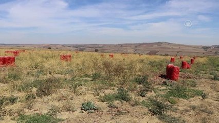 Tekirdağ haberi! Coğrafi işaret, Tekirdağ soğanına pazarda daha fazla yer açacak