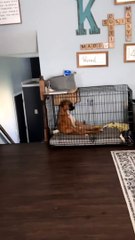 Boxer Pouts in His Kennel