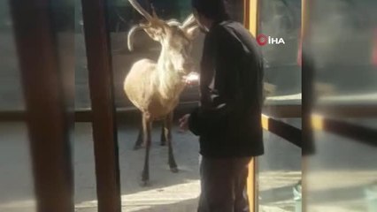 Son dakika haberleri | Restoran şefinin geyikle muhabbeti kamerada