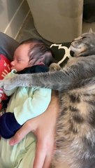 Cat Cuddles Cute Kid