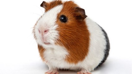 These 'cutest ever' abandoned guinea pigs are the latest victims of the cost of living crisis