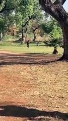 Murife Don't Run!