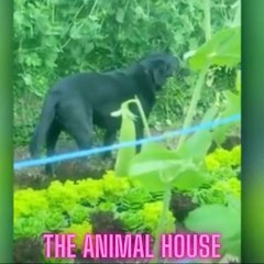 Funniest Animals Video - Funny Dogs And Cats - Try Not To Laugh Animals 2022