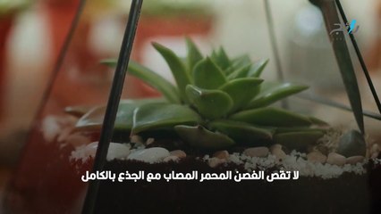 نصائح في تقليم نباتات الزينة والأزهار