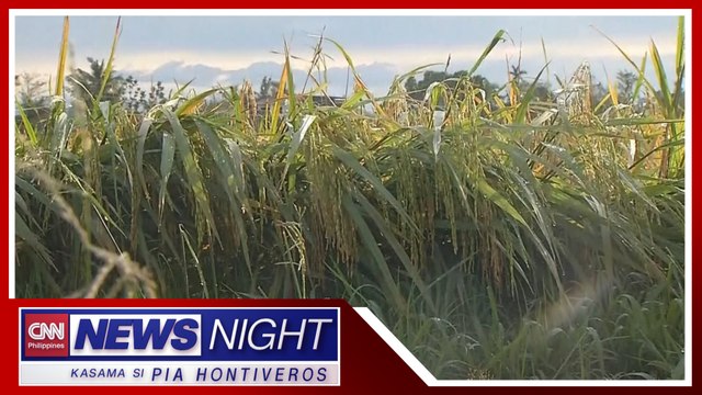 'Rice granary' ng bansa, pininsala ng bagyong Karding