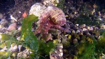 Hunting Skills of Octopuses to Be Used on Next-Gen Robots