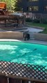 A Bear Takes a Dip in the Pool