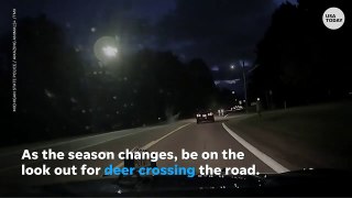 Deer leaps over car as it crosses Michigan roadway _ USA TODAY