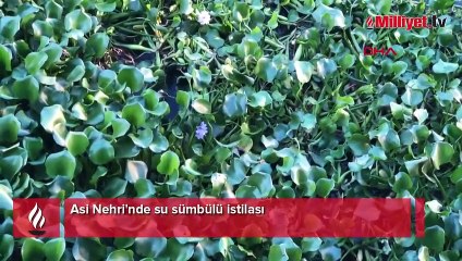 Asi Nehri'nde su sümbülü istilası